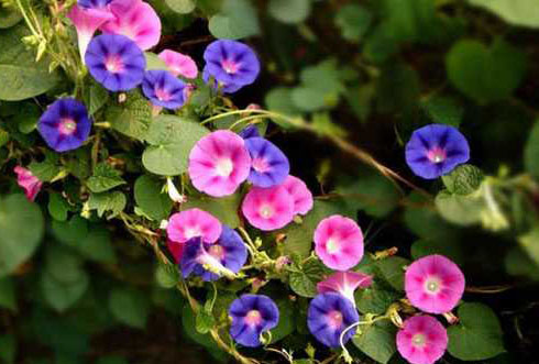 牵牛花的病虫防治
