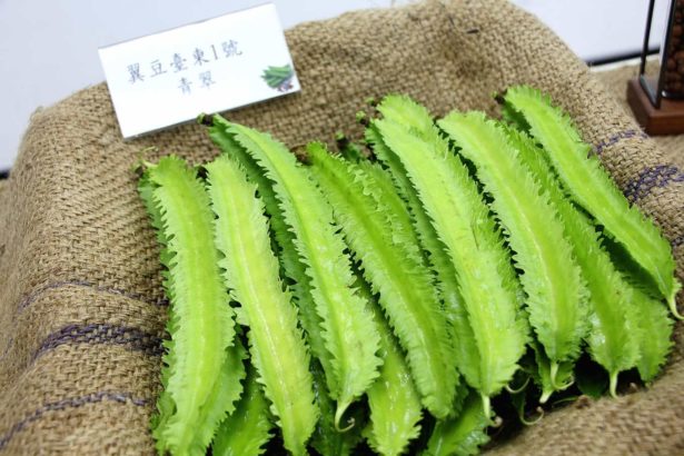 最好吃的豆类蔬菜怎能错过？翼豆口感鲜脆，新品种“台东1号─青翠”更厉害
