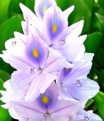 八仙花叶斑病