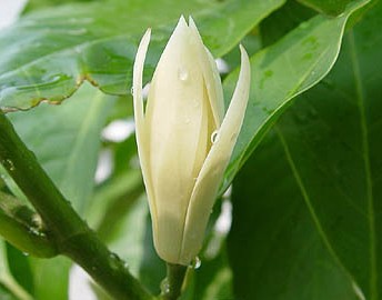 白兰花患了黄化病该怎么办？