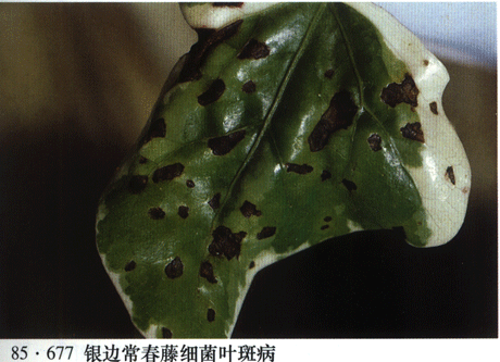 常春藤叶斑病