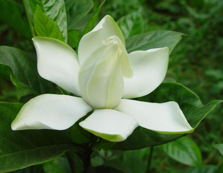 怎样使盆栽栀子花花繁叶茂