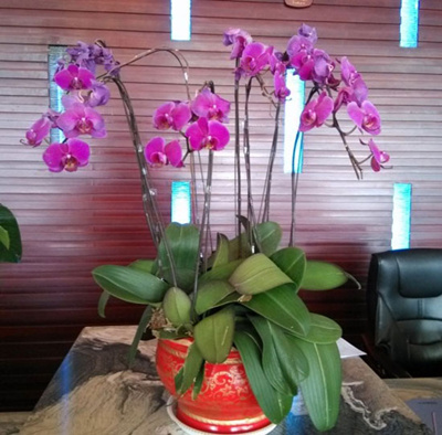 蝴蝶兰开花时怎么养？