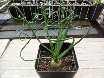 弹簧草的繁殖及病虫害防治