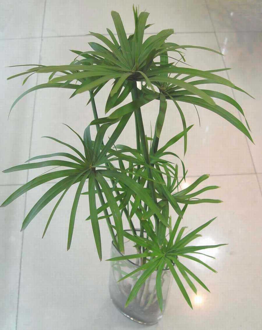 水竹（旱伞草、水棕竹）的养殖方法