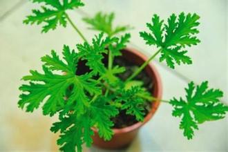 驱蚊草怎么养？