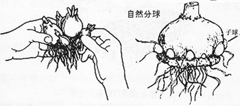 风信子分球繁殖
