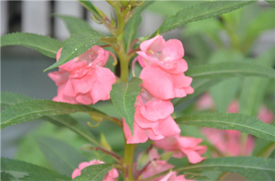 怎样养殖凤仙花？