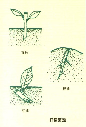保健盆花的繁殖方法