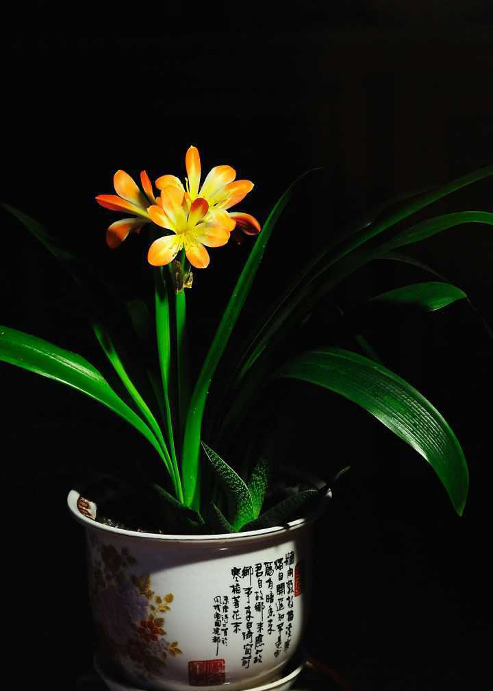 高温季节如何养护君子兰？