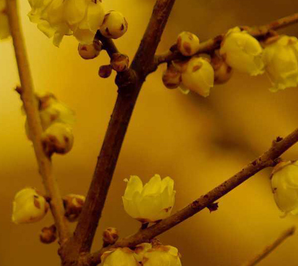 只样使盆栽腊梅多开花？