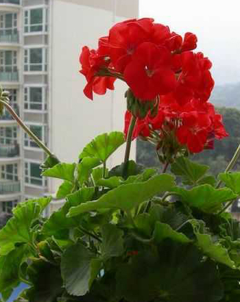 怎样养护盆栽天竺葵？