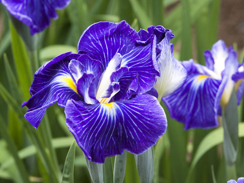 花菖蒲(日本鸢尾)的养护要点