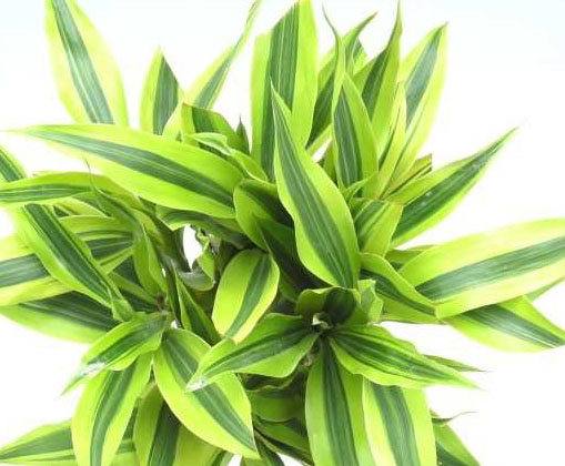 为什么观叶植物备受人们青睐