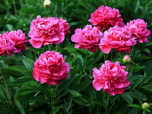 芍药(将离、没骨花)的养殖方法