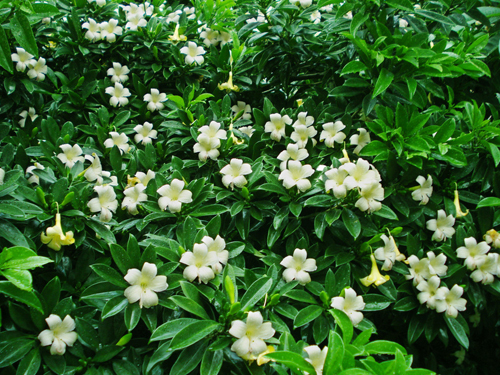 灰莉(灰莉木、非洲茉莉)的养殖方法