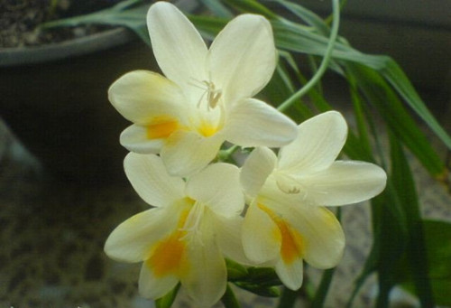 小苍兰开花及花期