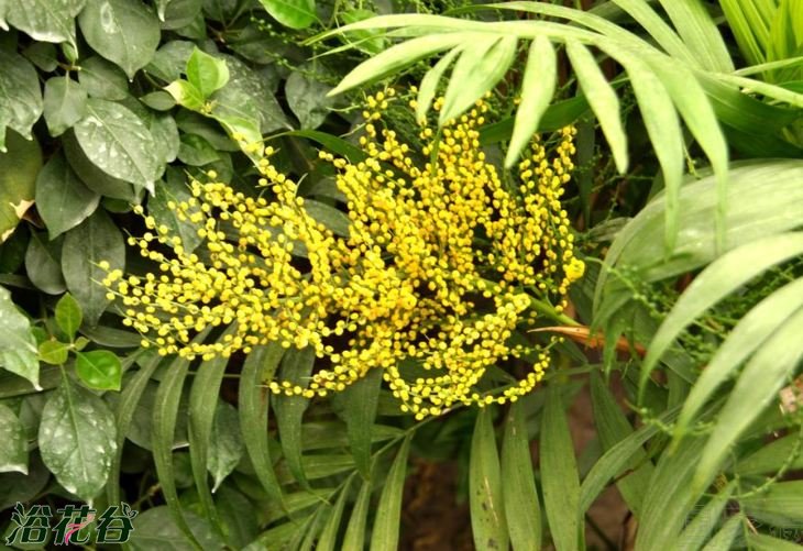 袖珍椰子会开花吗？