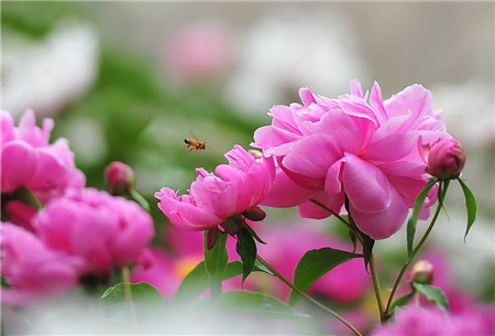 芍药花的疏蕾方法