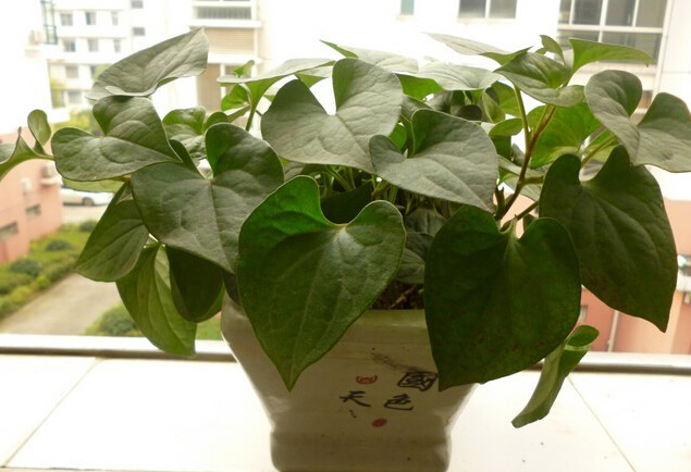 鱼腥草的养殖方法和注意事项