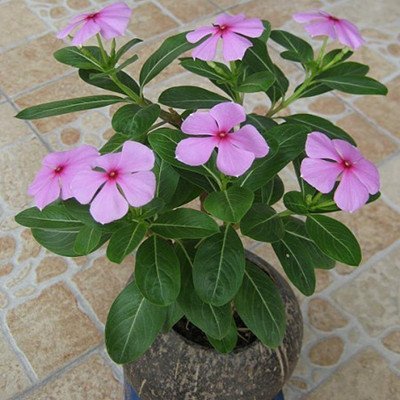 长春花(四季梅)的养殖方法