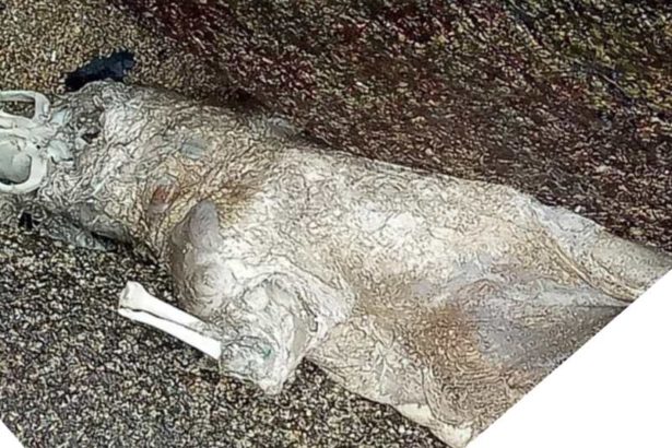 0104海漂猪现场》海巡弟兄发现案情不寻常！海漂垃圾夹带猪尸侵袭金门