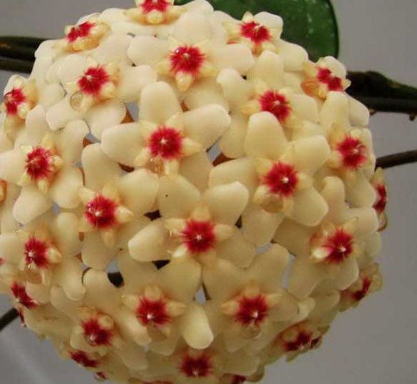 球兰花为什么不开花？