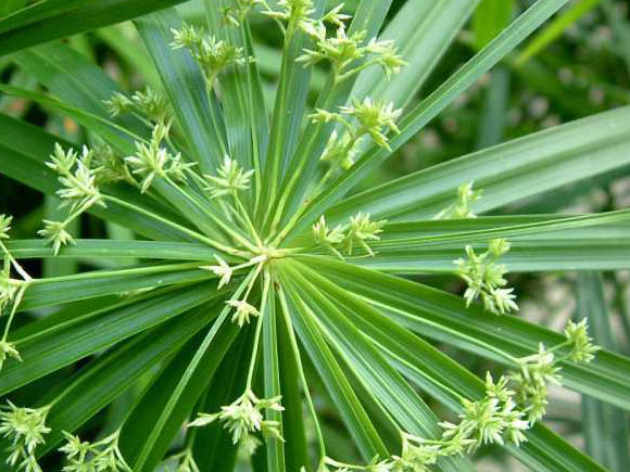 旱伞草怎样栽种与养护