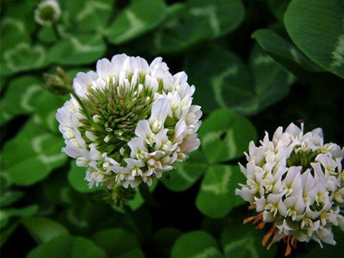 白三叶(白车轴草、白花三叶草)的栽培管理