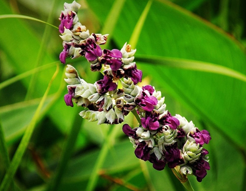 再力花(水竹芋)的栽培管理方法