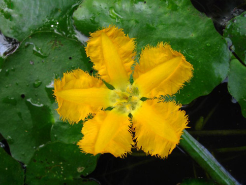 荇菜(莕菜)的养殖方法
