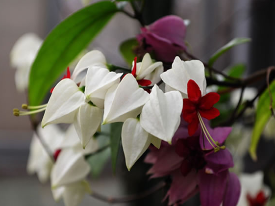龙吐珠一年开多少次花不开花怎么办