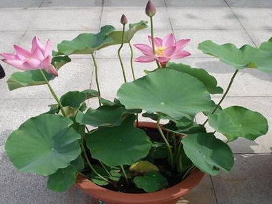盆栽荷花的养殖方法和施肥技巧