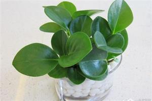 小家碧玉花怎么养 家居养殖小家碧玉花好吗