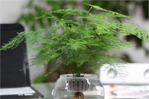 可以放在卧室的植物推荐 让卧室气体更清新