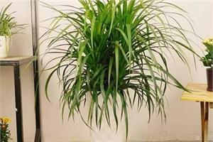 哪些植物适合放在客厅 五种植物推荐及日常养护方法
