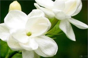 茉莉花卉养殖方法 家里充满茉莉花香