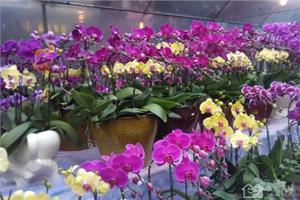 花中皇后 蝴蝶兰花怎么养
