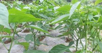 快速、 高效的种子种植康乃馨种植技术