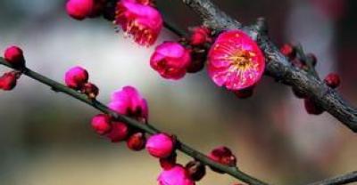 花木入室悠着点