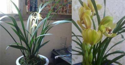 兰花种植经验分享，农历十月兰花怎么养？