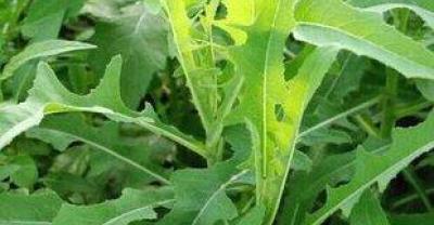 卤水汤料药材图片