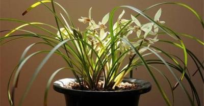 兰花：兰农总结的兰花七大种植经验