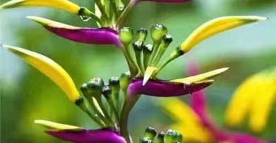 五言·绿叶与鲜花