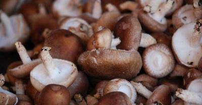 珍稀食用菌——榆黄蘑