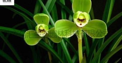 兰花如何养护 兰花的养护要点有哪些