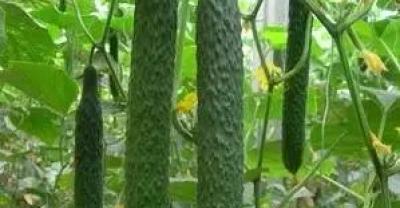 如何防止蔬菜瓜果枯萎、变黄