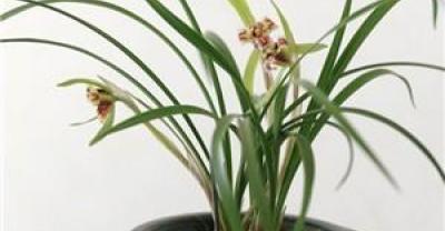 一年四季养兰花，用一招，兰花翻倍抽芽和开花