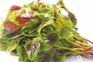 苋实植物形态 了解苋实的功效与作用