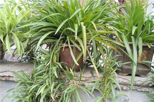 室内净化甲醛植物有哪些 你知道吗
